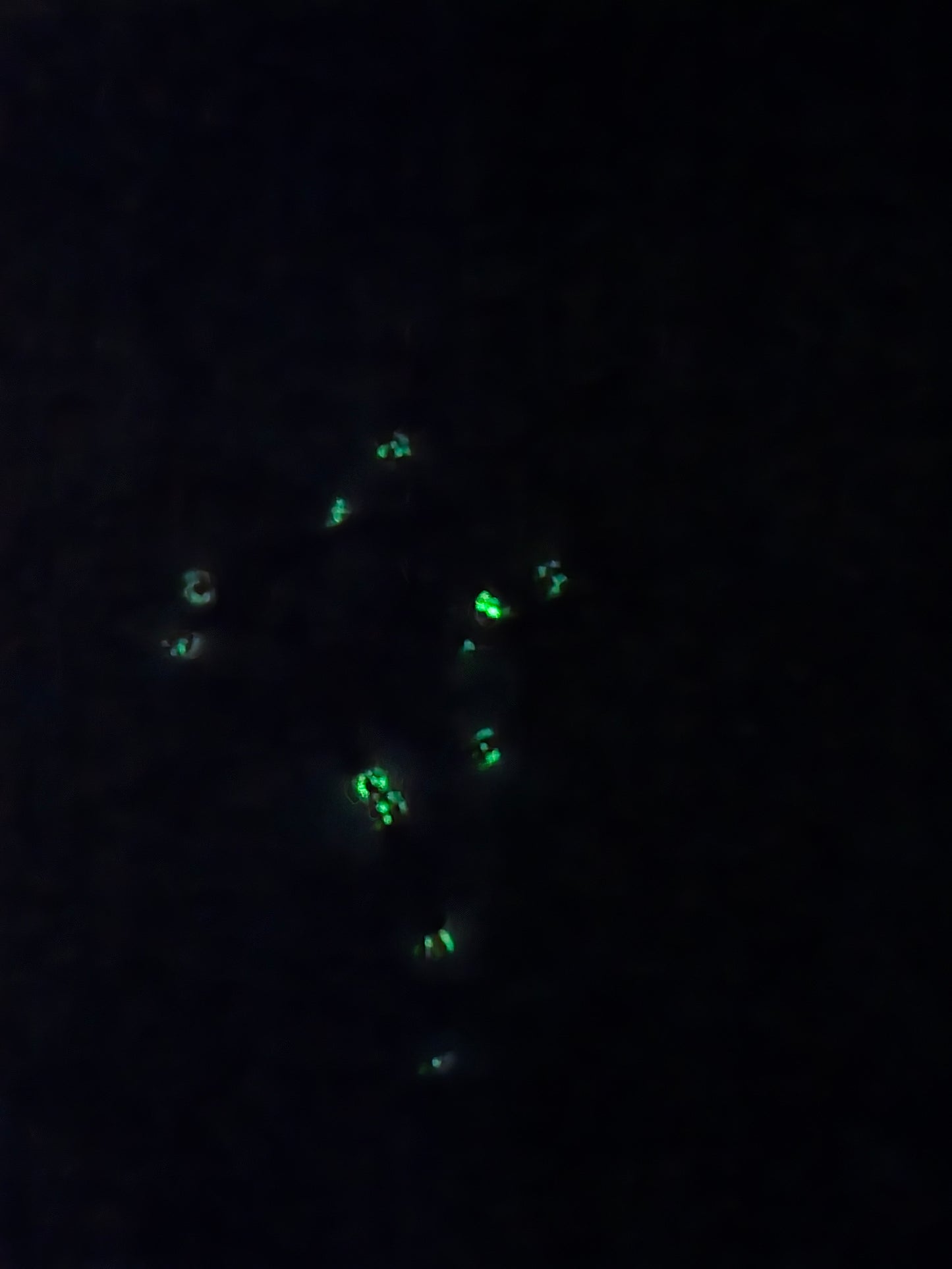 Rosane - Chaine de pureté